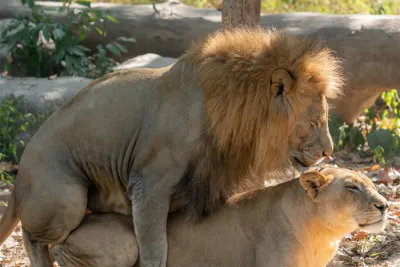 Sex în sânul naturii: Apropiere și intimitate în inima naturii.